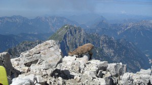 Jof di Montasio - goat on the summit.