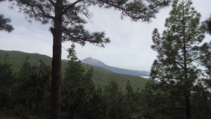 tenerife mountains - forests