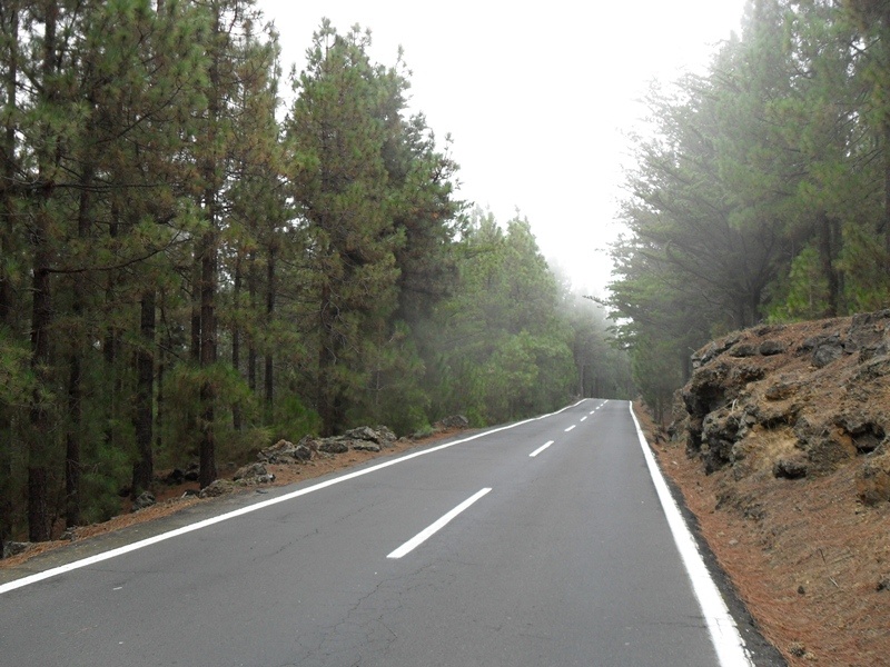 Beautiful forests on the north side of Tenerife, Orotava valley.