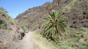 masca valley tenerife - the beginning of the route