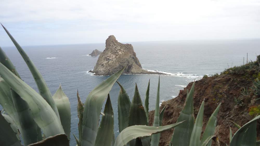 Roques de Anaga - view through agave