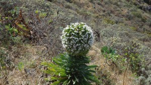 Anaga Mountains Tenerife - bejeque plant