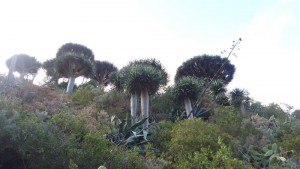 chamorga faro de anaga-drago trees