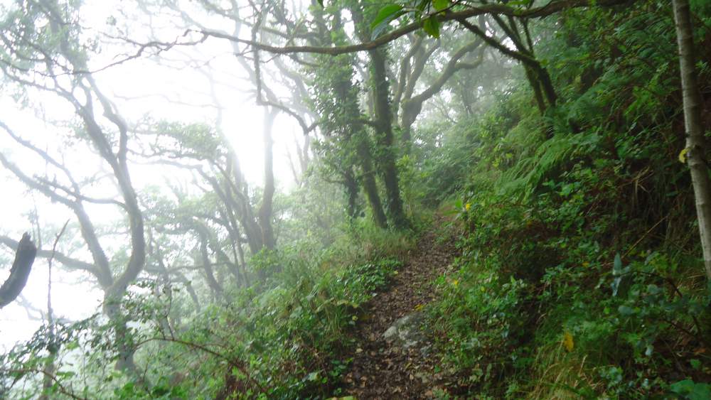 From Almaciga through Pijaral - in the rain forest and in clouds