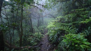 Ensillada forest.