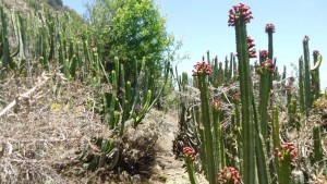 ijuana tenerife - second part -through cacti