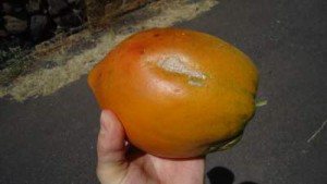 papaya