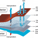 Structure of a Gore Tex laminate.