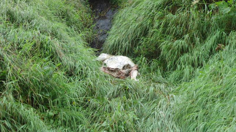 Carcass of a sheep in the water stream.