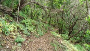 In the forest below the Cruz de Chamorga.