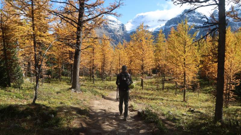 The golden Larch trees in the famous Larch Valley.