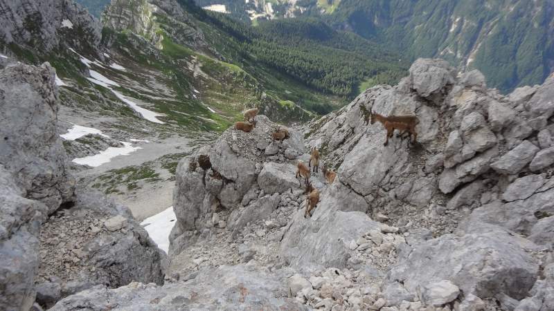 Goats on the summit.