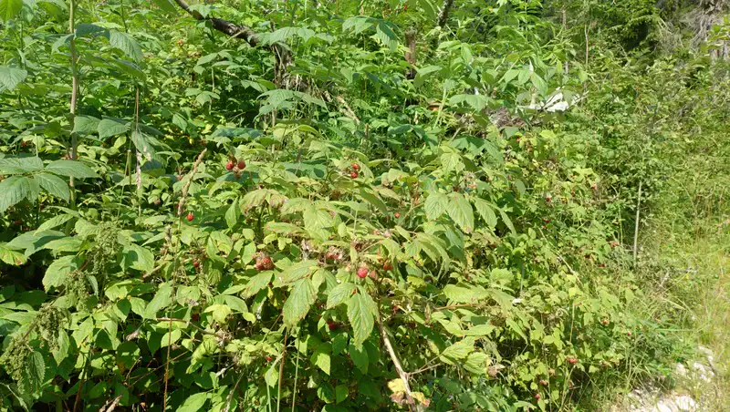 Raspberries.