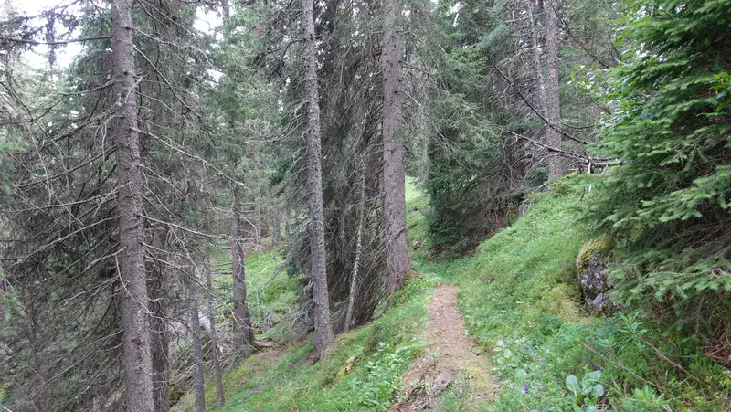 The last part up towards the pass is through a forest.