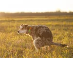 What Is the Best Way to Clean Your Butt After Pooping During a Hike featured picture.