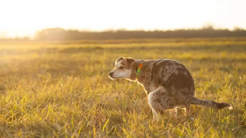 What Is the Best Way to Clean Your Butt After Pooping During a Hike top picture showing a dog defecating.