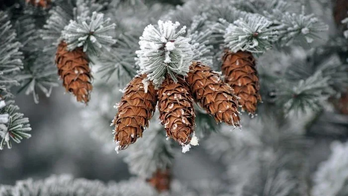 Pine cones.