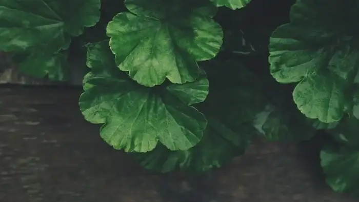 Plants leaves.