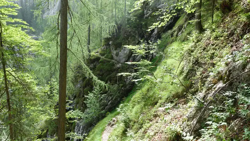 Beautiful path in the upper part of the route.