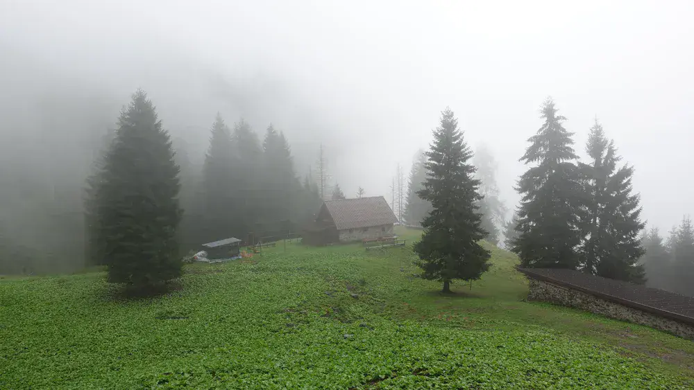 Malga Malgonera in a pleasant clearing in the forest.
